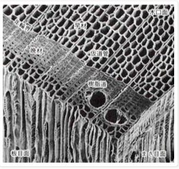 カラマツ材の断面