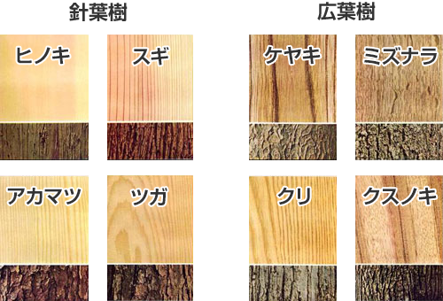 針葉樹と広葉樹｜木材の基礎知識 DIY初心者ガイド | 木材保護塗料 キシラデコール | 大阪ガスケミカル株式会社