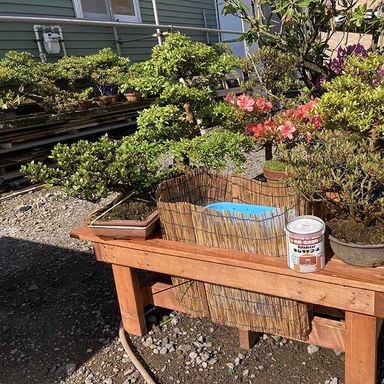 油性キシラデコール