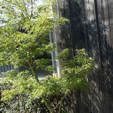 水性キシラデコールエクステリア