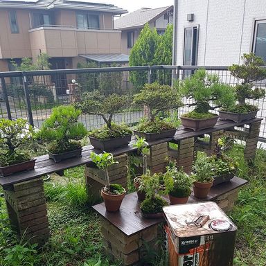 油性キシラデコール