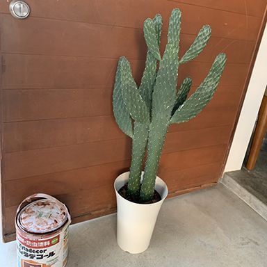 油性キシラデコール