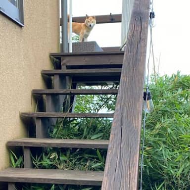 油性キシラデコール