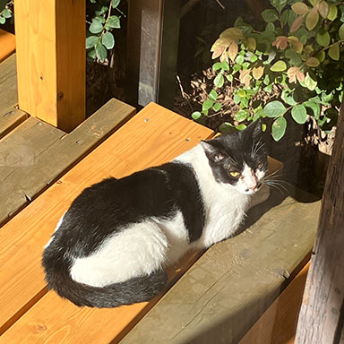 油性キシラデコール