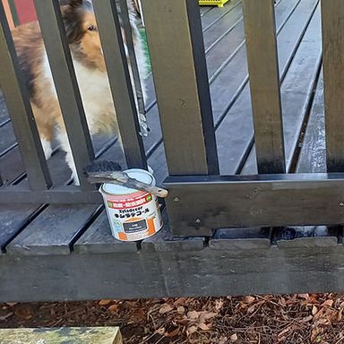 油性キシラデコール